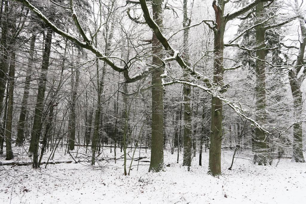 Cztery Pory Roku Guest House Bialowieza Luaran gambar