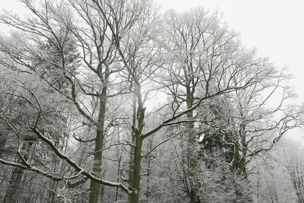 Cztery Pory Roku Guest House Bialowieza Luaran gambar