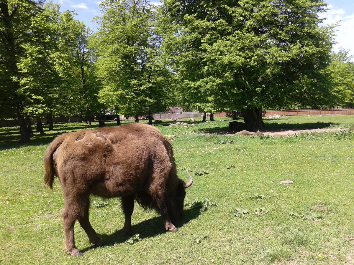 Cztery Pory Roku Guest House Bialowieza Luaran gambar