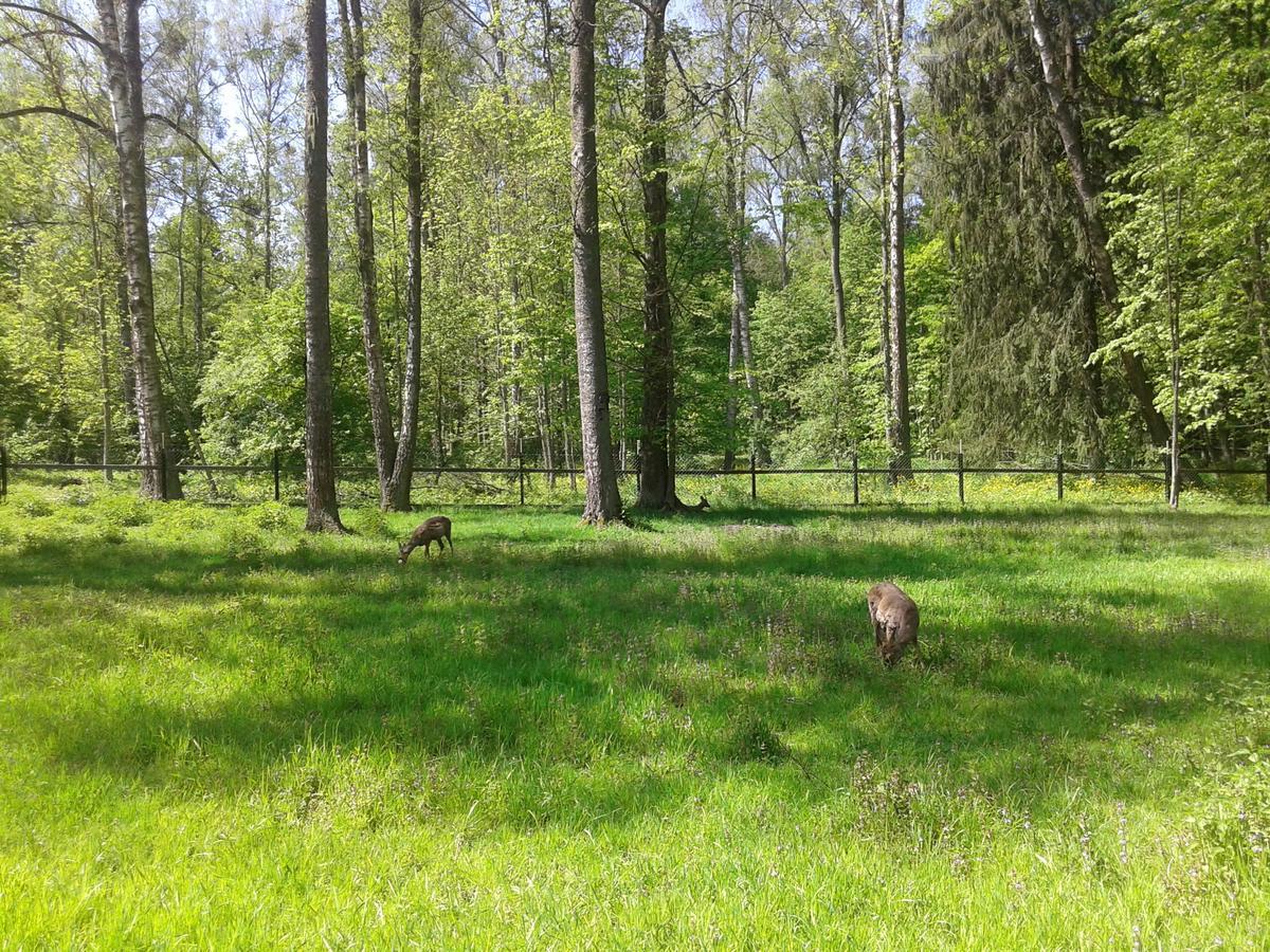 Cztery Pory Roku Guest House Bialowieza Luaran gambar