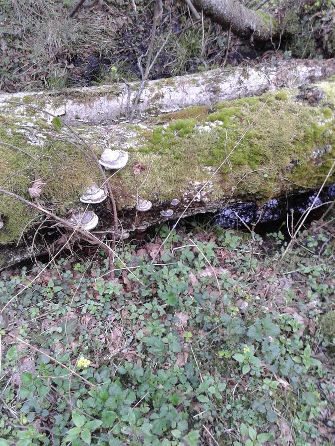 Cztery Pory Roku Guest House Bialowieza Luaran gambar