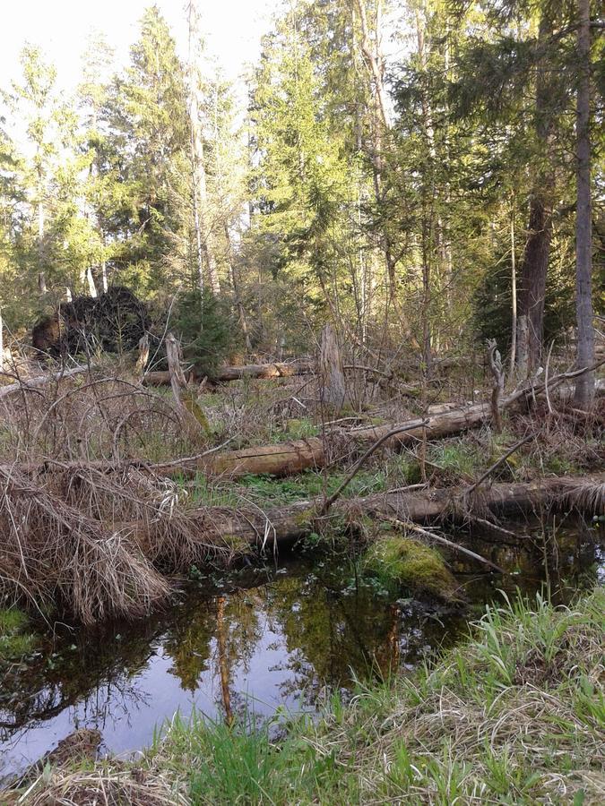 Cztery Pory Roku Guest House Bialowieza Luaran gambar