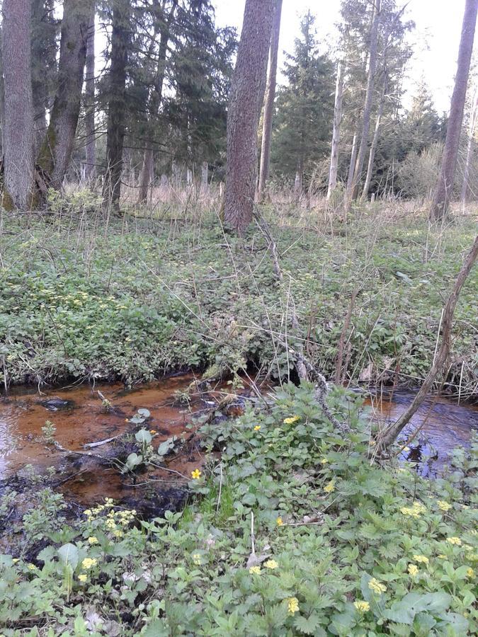 Cztery Pory Roku Guest House Bialowieza Luaran gambar
